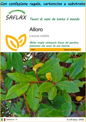 Immagine prodotto di SAFLAX Set regalo - Alloro - 6 semi - Laurus