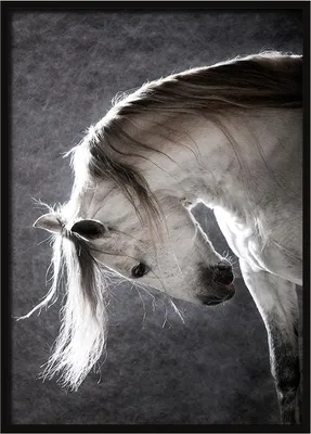 Produktbild von Bild, Poster im Rahmen 73x53 cm Pferd P506