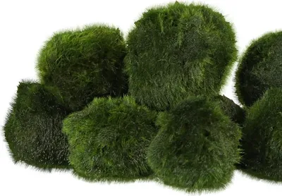 Obrázek produktu pro Eco Plant Marimo Ball Moss - gałęzatka 2 - 4cm 10 kusů Eco Plant