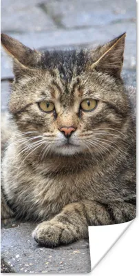 Produktbild von MuchoWow® Poster Katze - Tier - Braun - Mädchen - Kinder - Jungen - Kind 80x160 cm - Kinderzimmer