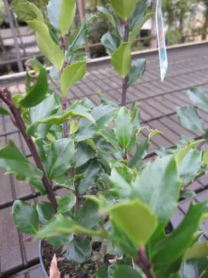 Produktbild von Stechpalme Mesid - Ilex meserveae - immergrüner Zierstrauch - 60-80cm