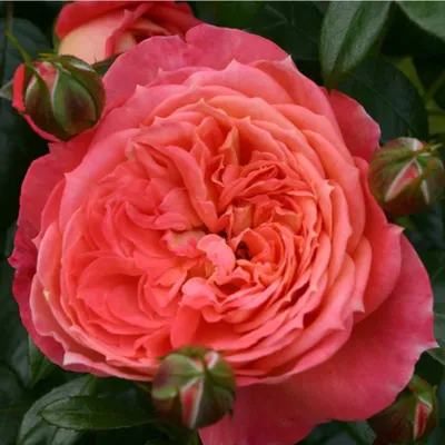 Produktbild von Rosa  - Kordes Feenrose - Rosa 'Queen Of Hearts'®