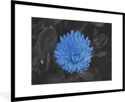 Produktbild von MuchoWow® Gerahmtes Poster Blumen - Schwarz - Weiß - Blau 90x60 cm - Poster mit Schwarzem Bilderrahmen Wandposter Rahmen Foto Bilder - Wanddekoration - Fotos