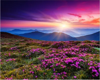 Produktbild von Wallario Poster - Blumenbedeckte Wiese bei Sonnenuntergang, Kunstdruck Größe: 40 x 50 cm