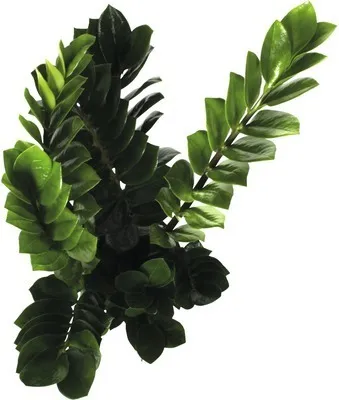 Obrázek produktu pro Kulkas zamiolistý FloraSelf Zamioculcas zamiifolia výška 60-70 cm květináč Ø 17 cm