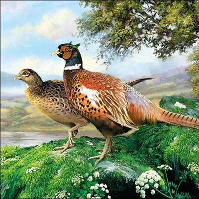 Produktbild von RP 20 Servietten Pheasant - Fasane in der Natur 33x33cm
