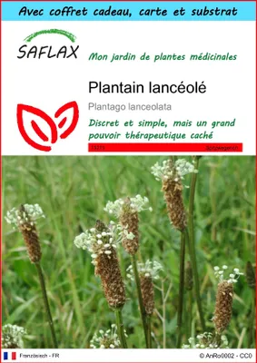 Image de SAFLAX Ensemble-cadeau - Plantain lancéolé - 100 graines - Plantago