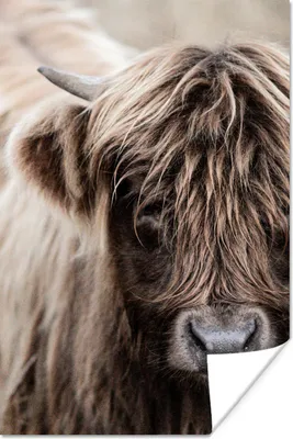 Produktbild von MuchoWow® Poster Schottisches Hochlandrind - Tiere - Hoorn 60x90 cm - Wanddekoration