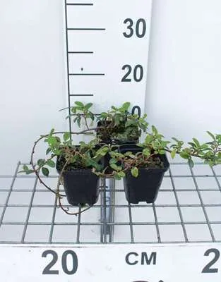 Image de 12 x Cotoneaster damm. 'Major' (radicans) - Cotoneaster rampant nain - Pot 9 cm x 9 cm