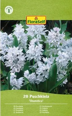 Obrázek produktu pro Puškinie ladoňkovitá FloraSelf 'Puschkinia Libanotica' 5/6 20 ks