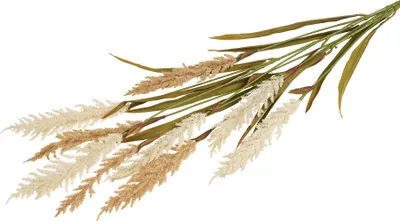 Produktbild von Dekoratives Gras