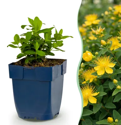 Zdjęcie produktu dla Hypericum calycinum – dziurawiec – rośliny przyciągające pszczoły i motyle – żółte – 12 sztuk - 15-25cm - Ø11cm - Roślina ogrodowa