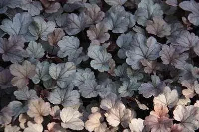 Image de 6 x Heuchera hybr. 'Silver Gumdrop' - Luzule pourpre - Pot 9 x 9 cm