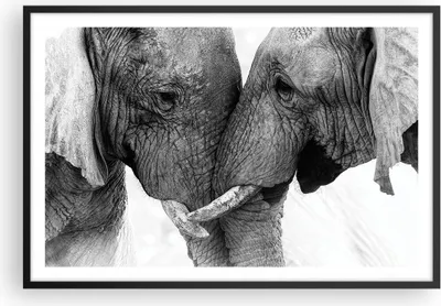 Produktbild von Gerahmtes Poster - Schwarzer Rahmen - Elefanten Safari Bond - 91,5x61 cm - Wand Bild - Wanddeko - Wandbilder - Kunstposter - Wandposter - Bilderrahmen - Bilder - Kunstdruck - P2BAA91x61-4973