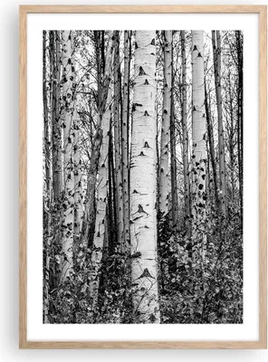 Produktbild von Gerahmtes Poster - Rahmen in heller Eiche - Birken Wald Monochrom - 50x70 cm - Wand Bild - Wanddeko - Wandbilder - Kunstposter - Wandposter - Bilderrahmen - Bilder - Kunstdruck - P2NPA50x70-4643
