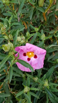 Image de Cistus purpureus / Ciste pourpre