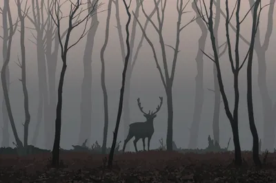 Produktbild von Muralo Fototapete Tiere 368 (B) x 280 (H) cm Vlies Tapete Wandtapeten Hirsch Wald Bäume Wohnzimmer Schlafzimmer moderne Wandbilder XXL Tierweld Landschaft Panorama Natur Wand Dekoration