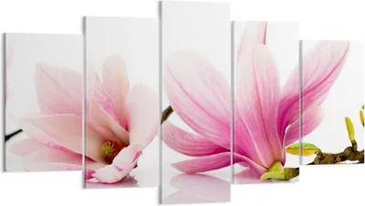Produktbild von Bild auf Leinwand - Leinwandbild - Magnolie blume natur pflanze - 160x85cm - Wand Bild - Wanddeko - Leinwanddruck - Bilder - Kunstdruck - Wanddekoration - Leinwand bilder - Wandkunst - EA160x85-2641