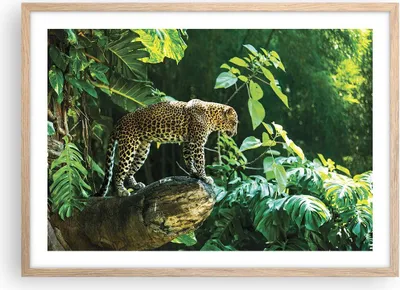 Produktbild von Gerahmtes Poster - Rahmen in heller Eiche - Dschungel Leopard Panther - 70x50 cm - Wand Bild - Wanddeko - Wandbilder - Kunstposter - Wandposter - Bilderrahmen - Bilder - Kunstdruck - P2NAA70x50-4502
