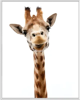 Produktbild von Wallario Wandbild Giraffenkopf, Größe: 40,30 x 50,30 cm, Poster mit weißem Aluminiumrahmen