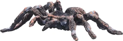 Produktbild von Lebensechte Spinnen-Wachstumszyklus-Modell, Insektenfiguren, Lebensriese, Whiteknee