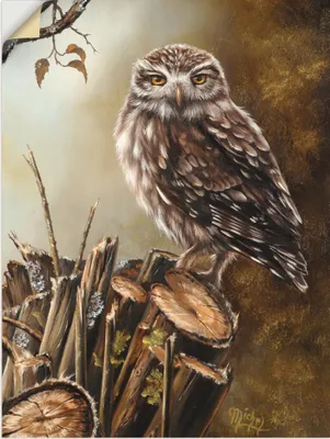 Produktbild von ARTland Wandbild, selbstklebend Eule Größe: 45x60 cm