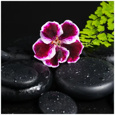 Produktbild von Wallario Magnet für Kühlschrank / Geschirrspüler, magnetisch haftende Folie - 60 x 60 cm, Motiv: Geranienblüte auf schwarzen Steinen, benetzt mit Wassertropfen