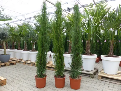 Produktbild von 1x Mittelmeerzypresse 200 cm Säulen Toskana Zypressen Zypresse Cupressus Semper.
