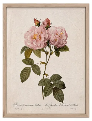 Image de MODERNPIK, tableau mural vintage rose, 30 x 40 cm – Motif floral romantique de style vintage