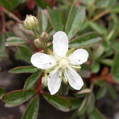 Produktbild von 6 x Fingerstrauch  - Potentilla tridentata 'Nuuk'  | Topf 9cm x 9cm
