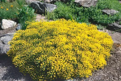 Zdjęcie produktu dla Genista pilosa, żarnowiec miotlasty, żółty, 20-30 cm