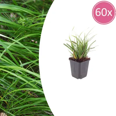 Image de Carex morrowii - Carex du Japon - Pot de 9 cm - 10 à 25 cm de hauteur - Lot de 60 plantes