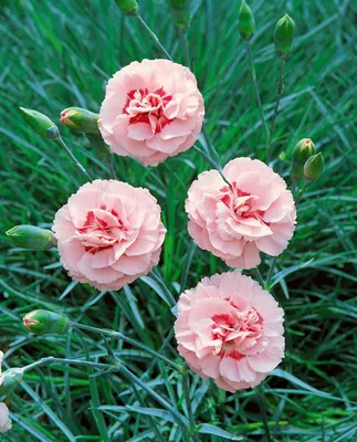 Produktbild von Dianthus plumarius 'Doris', Pfingstnelke, rosa, ca. 9x9 cm Topf