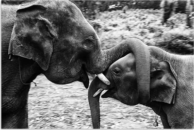 Produktbild von MuchoWow® Poster Elefant - Tiere - Natur - Schwarz und weiß 60x40 cm - Schlafzimmerdekoration