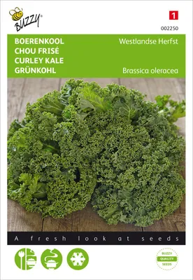 Produktbild von Grünkohl Westländer Halbhoher | Grünkohlsamen von Buzzy Seeds