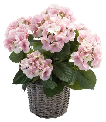 Produktbild von Emerald Künstliche Hortensie - Lennard | 45 cm, inkl. Dekotopf, für drinnen, Kunstblume, wie echt, Allergiker geeignet, pflanzliche Dekoration Praxis, Office & Wohnzimmer