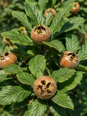 Produktbild von SaatPilot Crataegus germanica 25 Samen Mispel