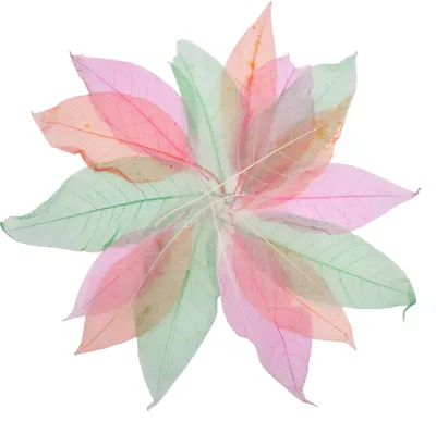 Produktbild von EDUPLAY 370150 Transparente Blätter 20er Set, transparent