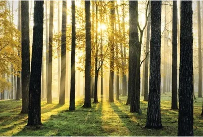 Produktbild von Papermoon VLIES Fototapete, Digitaldruck, Sonniger Wald (029)