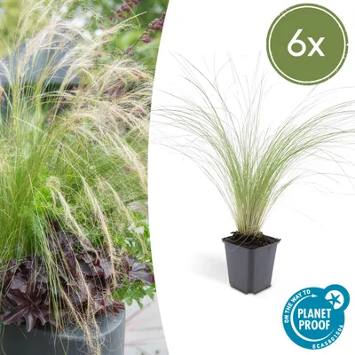 Immagine prodotto di Erba ornamentale - Erba piuma messicana - Stipa tenuissima 'Ponytails' - Vaso da 9 cm - Set di 6 piante