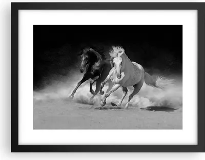 Produktbild von Gerahmtes Poster - Schwarzer Rahmen - Andalusier Pferde Galopp - 40x30 cm - Wand Bild - Wanddeko - Wandbilder - Wandposter - Bilderrahmen - Bilder - Kunstdruck - Wandbild - P2BAA40x30-4240