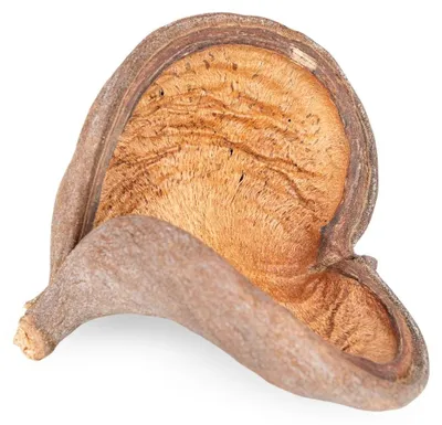 Produktbild von Badam Schote Natur 8–12 cm Sterculia foetida Herzfrucht Terrarium Deko Schale