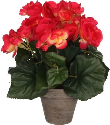 Produktbild von Mica Begonia im Topf dunkelrosa, 25 x 20 cm