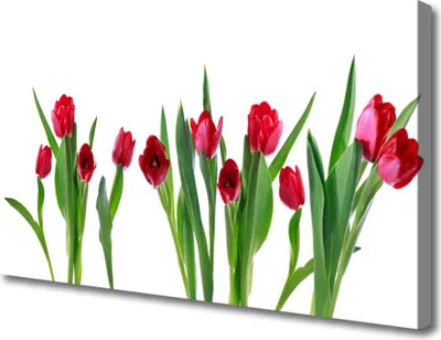 Produktbild von Tulup Leinwand-Bilder 100x50 Wandbild Canvas Kunstdruck Tulpen Pflanzen