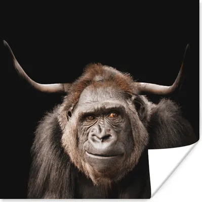 Produktbild von MuchoWow® Poster Affe - Gorilla - Schottischer Highlander 100x100 cm - Babyzimmer