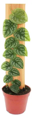 Obrázek produktu pro Monstera dubia na podnosu – rarita – dvourozměrný list – květináč 14 cm