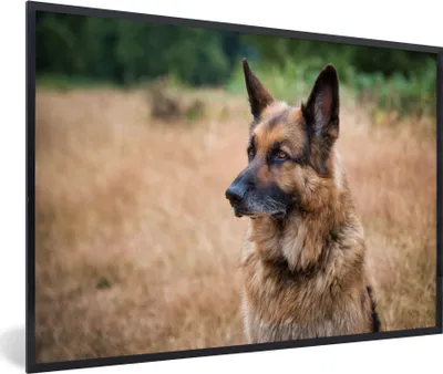Produktbild von MuchoWow® MuchoWow® Gerahmtes Poster Ein Deutscher mit aufgestellten Ohren 60x40 cm - Poster mit zchwarzem Bilderrahmen - Printing - Wanddeko Schlafzimmer