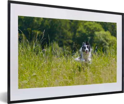 Produktbild von MuchoWow® MuchoWow® Gerahmtes Poster Ein sprintender Border Collie im hohen grünen Gras 60x40 cm - Poster mit zchwarzem Bilderrahmen - Schlafzimmer - Plakat in Rahmen - Drucken