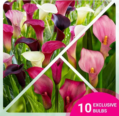 Produktbild von Calla Lilien Zwiebeln Winterhart Mehrjährig - Purple und Pink Zantedeschia Kollektion - 10 große Blumenzwiebeln - Echte Pflanzen aus Holland - für Garten und Topf (kein Samen, nicht künstlich)