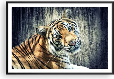 Produktbild von Gerahmtes Poster - Schwarzer Rahmen - Indien stein tiger wild - 91,5x61 cm - Wand Bild - Wanddeko - Wandbilder - Wandposter - Bilderrahmen - Bilder - Kunstdruck - Wandbild - P2BAA91x61-2464
